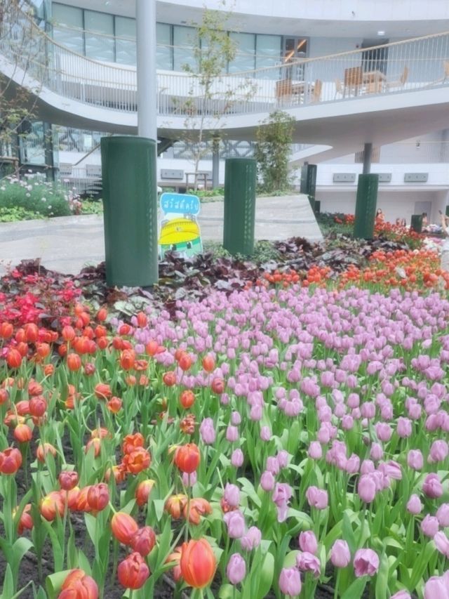 ดอกทิวลิปเมืองหนาวที่ Miracle of Natural 🩷🌷🌸💐