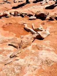 A Solo Adventure to the Dinosaur Tracks of the Grand Canyon