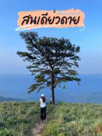 สนเดียวดาย แลนด์มาร์คบนดอยหลวงตาก⛰️