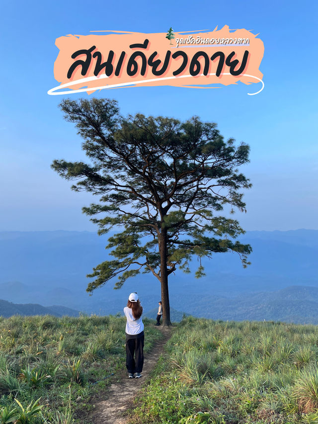 สนเดียวดาย แลนด์มาร์คบนดอยหลวงตาก⛰️