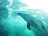 【石川/能登】癒しの幻想空間が広がる≪のとじま水族館≫ 