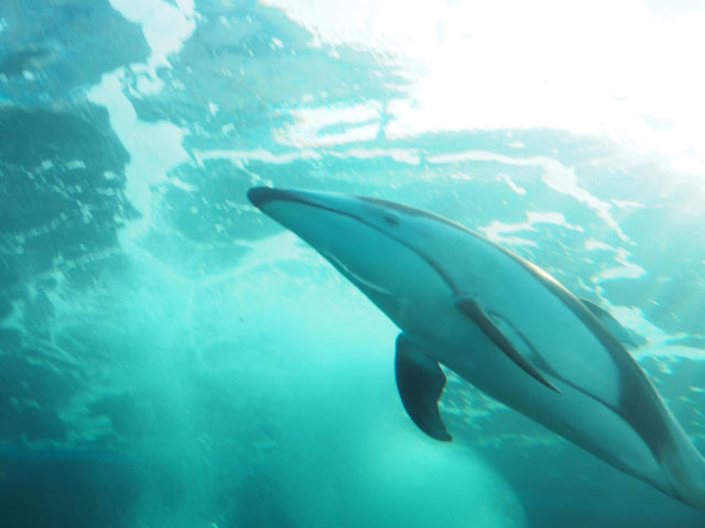 【石川/能登】癒しの幻想空間が広がる≪のとじま水族館≫ 
