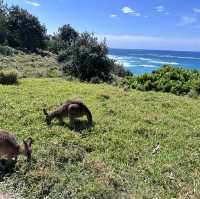 Fraser Island Day Trip 