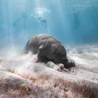 Coron 必追 Dugong!!!🤩