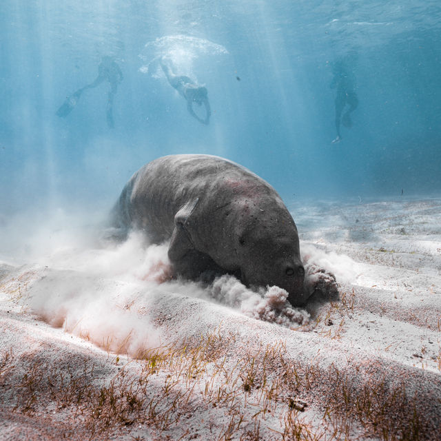 Coron 必追 Dugong!!!🤩