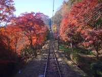 【都内の紅葉】今がまさに見頃！高尾山の紅葉散歩