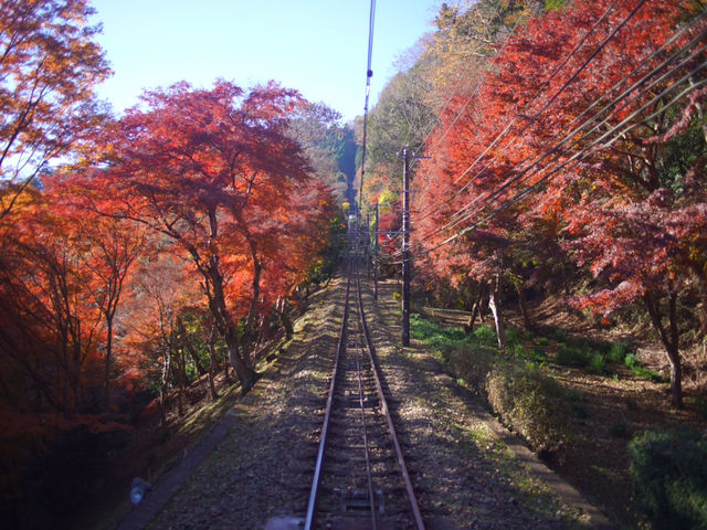 【都内の紅葉】今がまさに見頃！高尾山の紅葉散歩