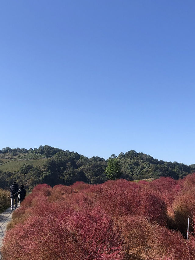 댑싸리 공원하면 바로 여기💫
