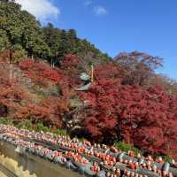 大阪近郊紅葉景點 - 勝尾寺🍁