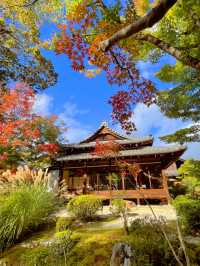 京都観光☺️美しい枯山水・池泉回遊式庭園🍁🌿天授庵