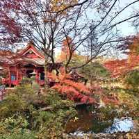 井之頭恩賜公園-不同種類的楓樹交織成美麗的畫卷
