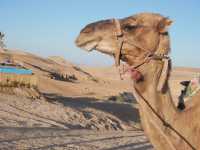 【マラケシュ🇲🇦】砂漠グランピングでキャメルライド