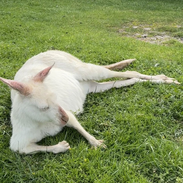 🐨 造訪瑪璐考拉和動物公園的歡樂時光 🌿