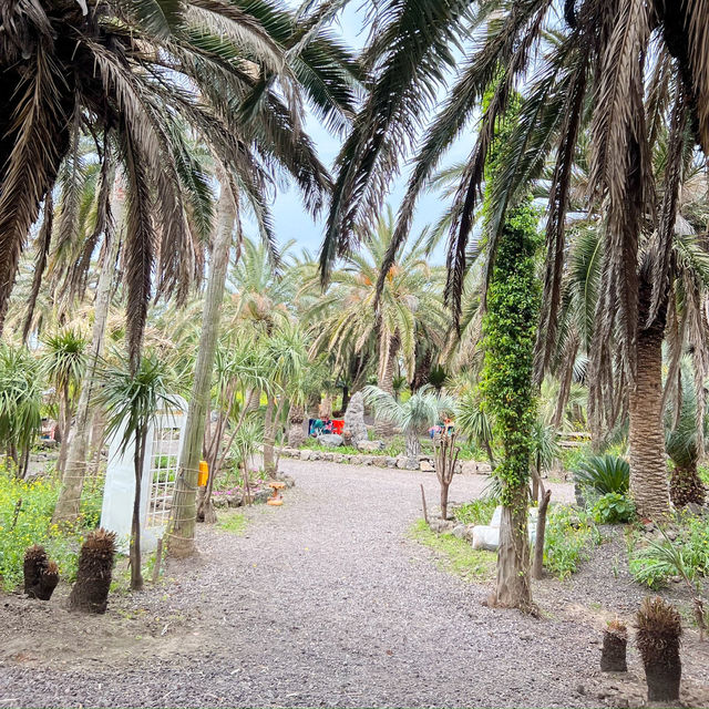 제주도 상가리야자숲 동남아 같은 이국적인 곳 🌴