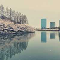 大阪城公園，活出生命櫻花