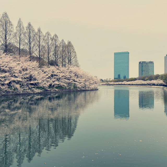 大阪城公園，活出生命櫻花