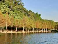 月眉濕地公園-沿岸的300棵落羽松，形成壯麗如畫的景色