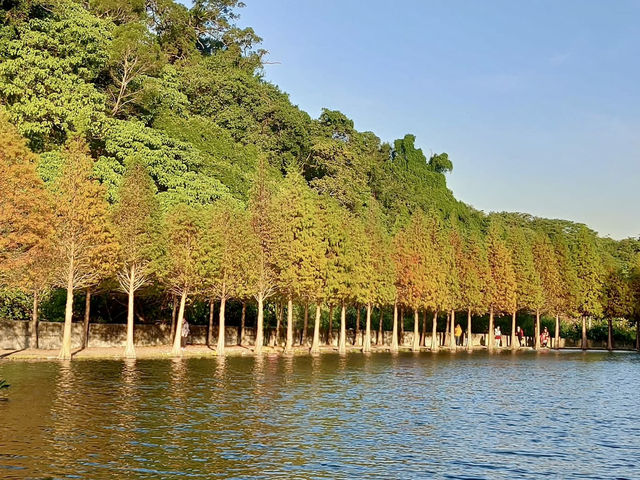 月眉濕地公園-沿岸的300棵落羽松，形成壯麗如畫的景色