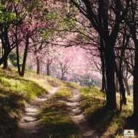 ภูลมโล