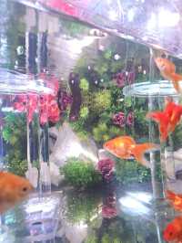 【全国を巡る金魚美術館】