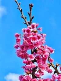ดอกไม้สีชมพู ณ สถานีเกษตรหลวงอ่างขาง 💕🌸