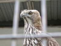 Feathers, Fun, and Nature: Discover the Magic of KL Bird Park