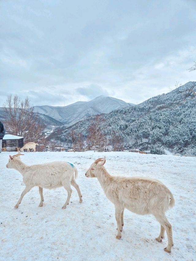 겨울엔 강원도 태백 여행 어때요? 환상적인 설경이 펼쳐지는 이곳