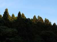 Trail of a Thousand Gates: Discover Fushimi Inari Shrine
