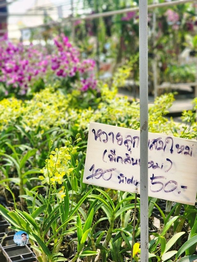 AIRORCHIDS SUPERMARKET