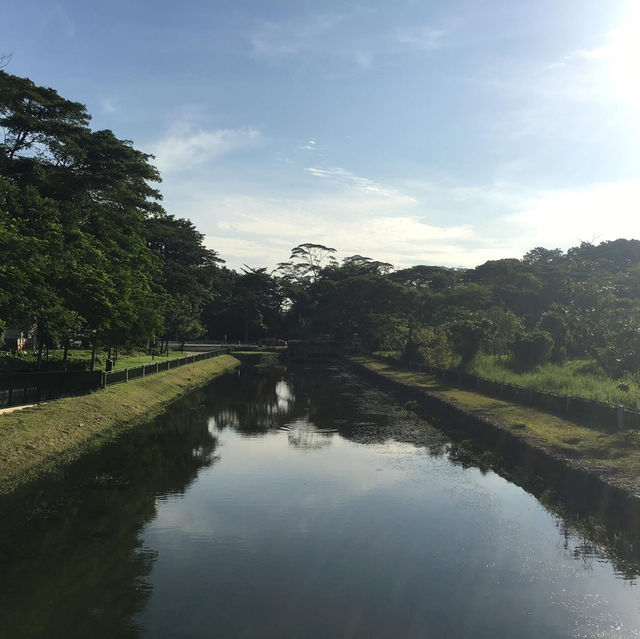 Singapore’s Wild Side: A Scenic Stroll Through Sungei Buloh