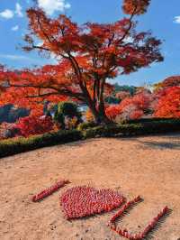 楓葉勝地勝尾寺❤️🔥大阪行程攻略🥰