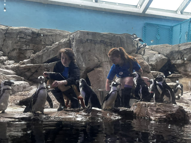 🐟 🐊✅Audubon Aquarium（ニューオーリンズ）攻略ガイド – 海の世界を満喫！