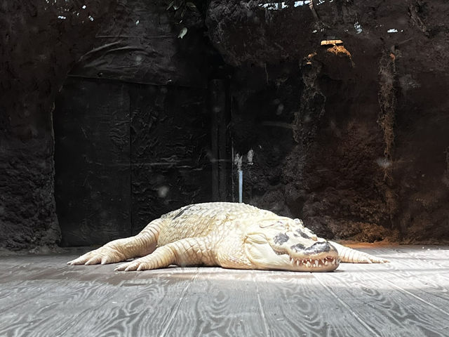 🐟 🐊✅Audubon Aquarium（ニューオーリンズ）攻略ガイド – 海の世界を満喫！