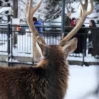 Asahiyama Zoo โซน กวางมูซ