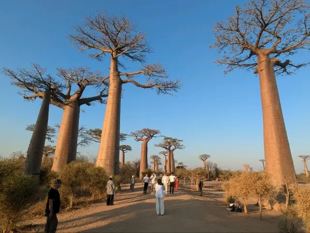 Baobab