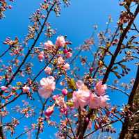 【津久見】九州一早い桜の便り🌸河津桜🌸