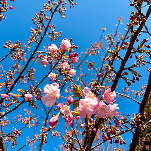 【津久見】九州一早い桜の便り🌸河津桜🌸