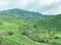 Scenic Ascent to BOH Sungai Palas Tea Viewpoint!