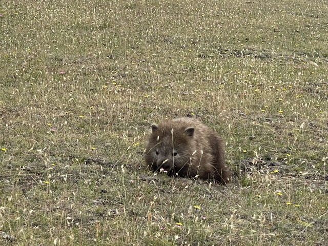 塔斯馬尼亞  瑪麗亞島旅遊全攻略：野生動物天堂與世界遺產秘境