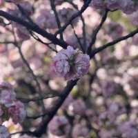 比日本櫻花更美🌸🌸武漢小眾賞櫻地點🤫