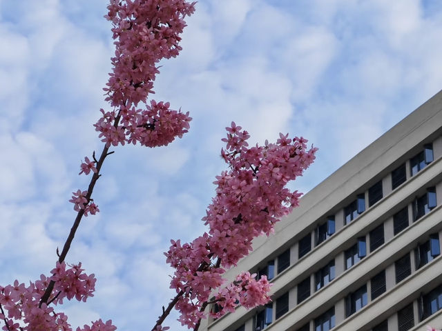 比日本更好看的櫻花🌸武漢賞櫻2025