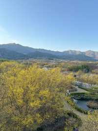 구례 대표적인 봄 축제, 구례 산수유마을 🌼
