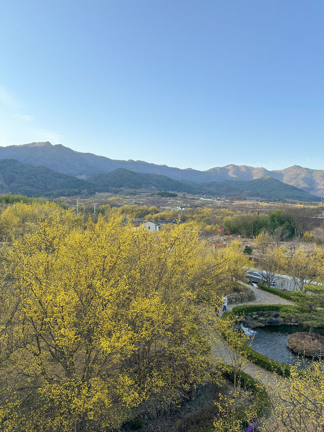 구례 대표적인 봄 축제, 구례 산수유마을 🌼