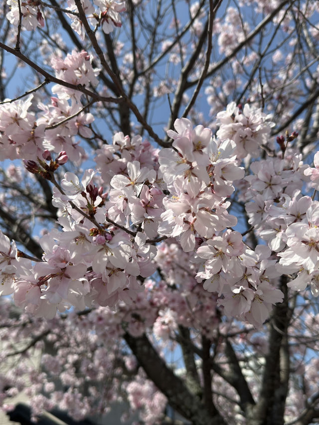 在大阪狹山市站的櫻花海中，感受春天的絕美🌸