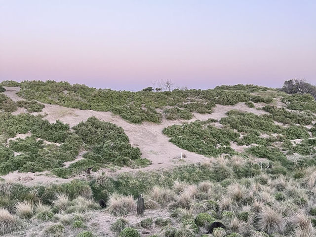 🇦🇺澳洲限定企鵝歸巢奇景🐧