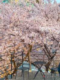 Best Spring Cafés Outside of Seoul in Korea 🌸