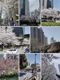 Shanghai Plum and Cherry Blossom Spots