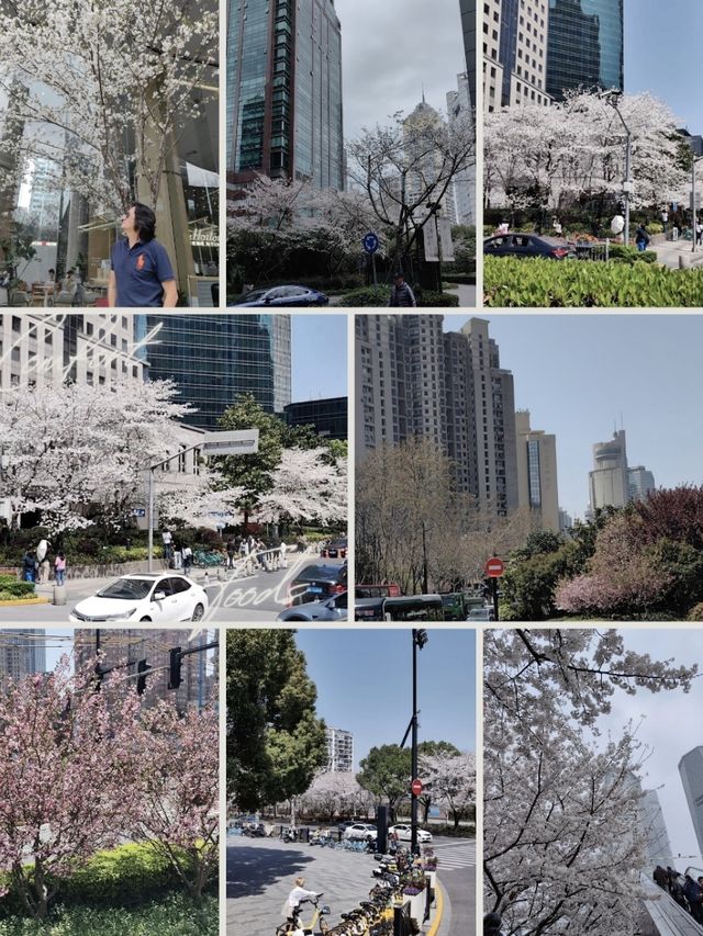 Shanghai Plum and Cherry Blossom Spots