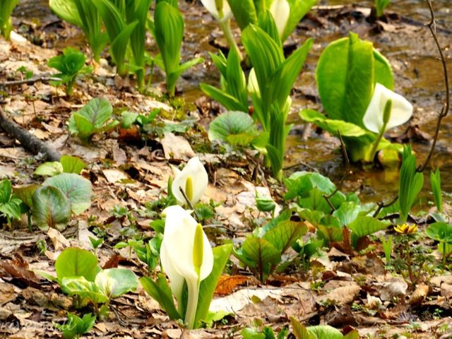 【北海道】知る人ぞ知るカタクリの群生地「男山自然公園」
