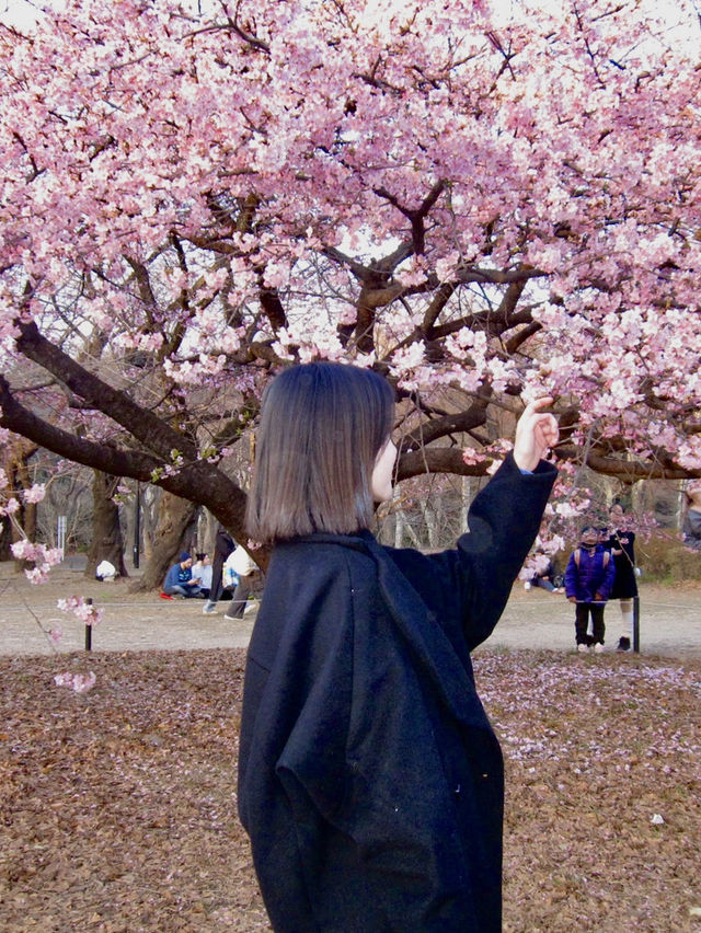 代代木公園的櫻花之美 🌸 